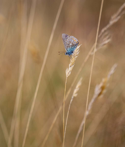 In-the-grasses by Ade Gidney