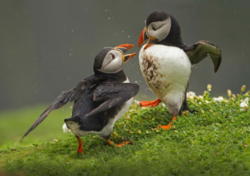 Puffin-Courtship by Pete Whieldon