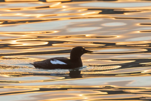 Black-Guillemot-in-Dawn-Light by Tony Marsh