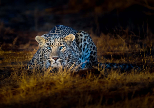 Cats-eyes by Simon Roberts