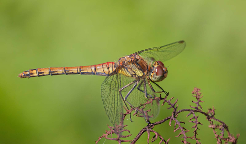 Common-Darter-Dragonfly by Patricia Rayment
