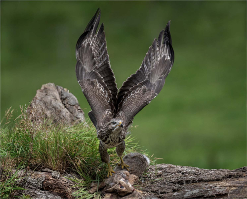 Buzzard-Lift-Off by Ronnie Gilbert