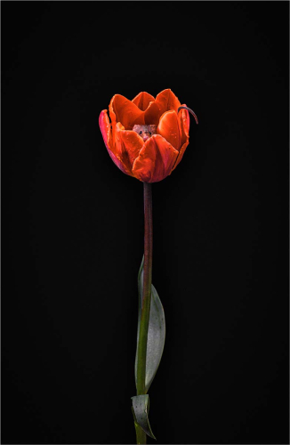 Harvest-Mouse-Washing-in-a-Tulip by Fred Bell