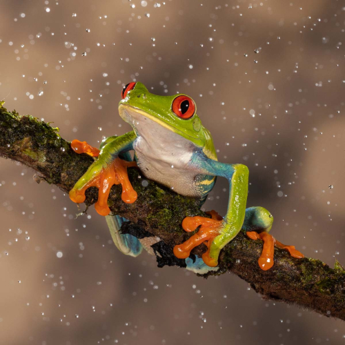 Red-Eyed-Tree-Frog by Tom Stenhouse