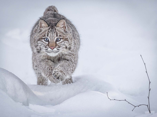 Bob-Cat-chasing-prey-under-the-snow by Alan Walker