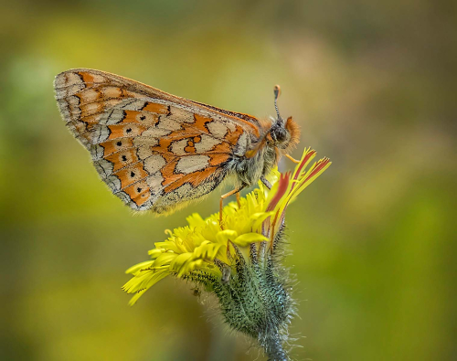 Marsh-Fritillary by Carol Minks