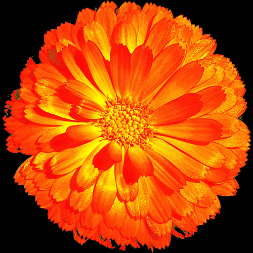 Calendula by Philip Cartwright