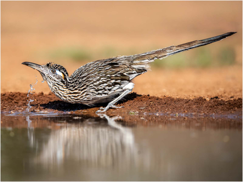 The-Thirsty-Roadrunner by Ronnie Gilbert
