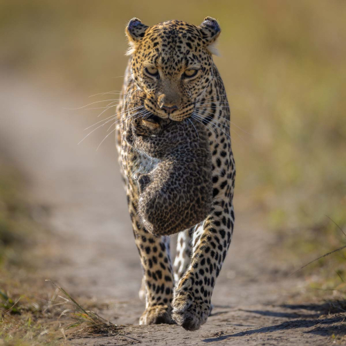Leopard-carrying-cub by David Carine