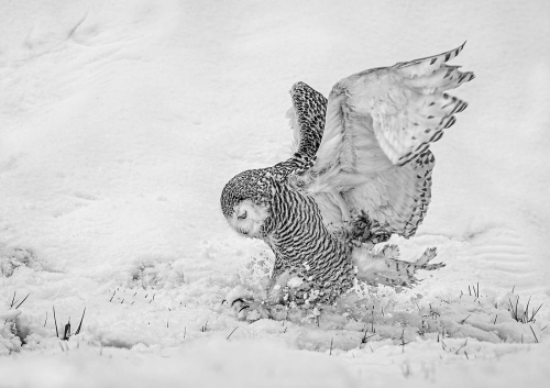 Snowy-Owl-Hunting-in-Snow by Pete Whieldon