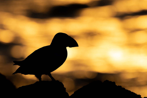 Skomer-Sunset by Tony Marsh