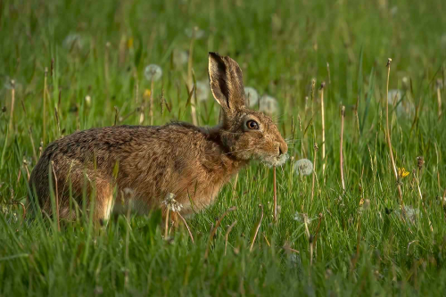 Hare-eating-seedheads by Carol Minks