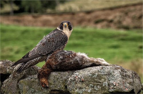 Fred Bell: Peregrine-with-Red-Grouse