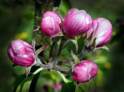 Phillip Cartwright: Apple-buds