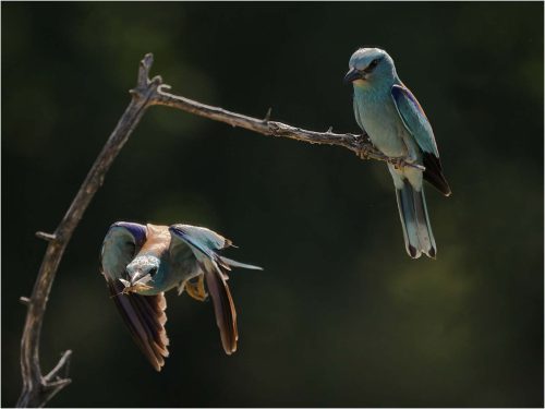 Ronnie Gilbert: European-Rollers-wih-Insect-for-Chick
