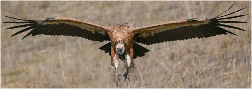 Ronnie Gilbert: Griffon-Vulture-in-Flight