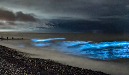 Richard Jakobson: St-Bees-Bioluminescence