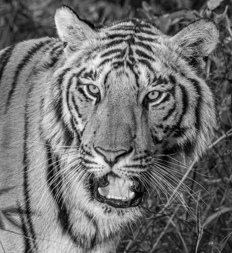 Mike Kidd: Bengal-Tiger
