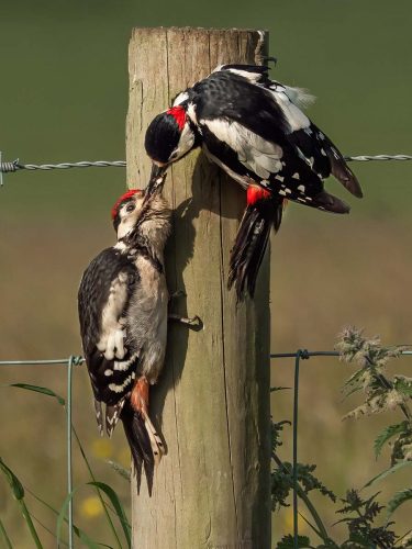 Jo Knight: Male Woodpecker feeding Fledgeling