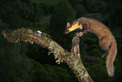 Jeremy Malley-Smith: Pine-Marten-Egg-Thief