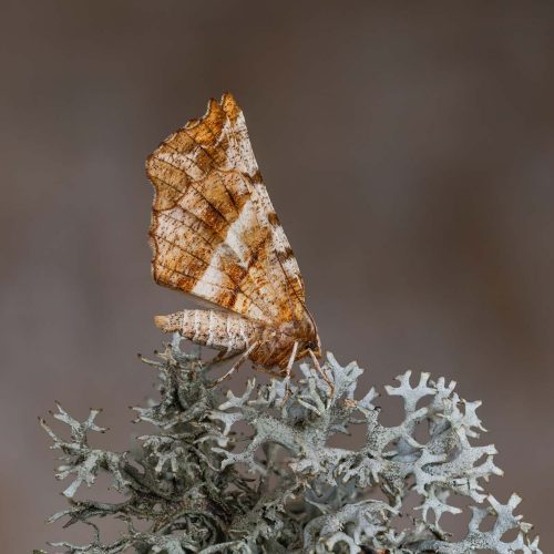 Tony Marsh: Early-Thorn-Moth-on-Lichen