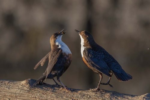 Tony Marsh: Fighting-Dippers