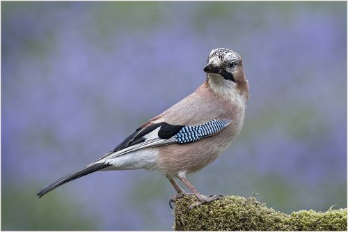 Carol Milks: Jay-in-a-Bluebell-Wood 