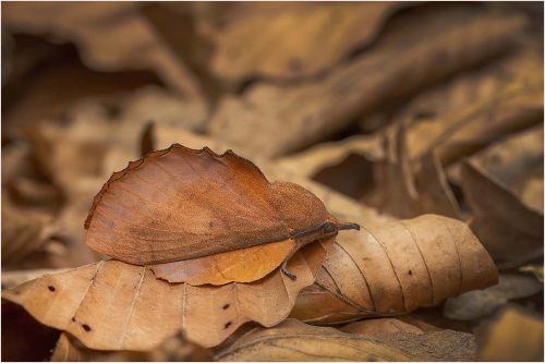 Carol Milks: Lappet-Moth