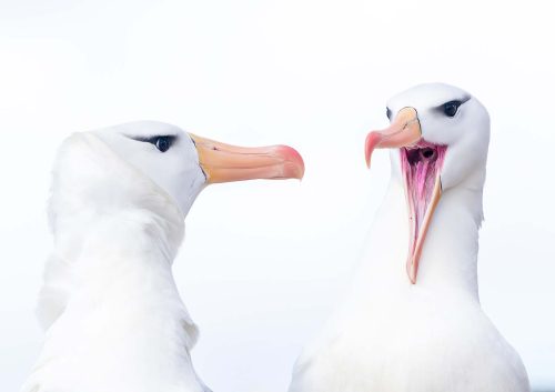 Simon Roberts: Albatross-Argument