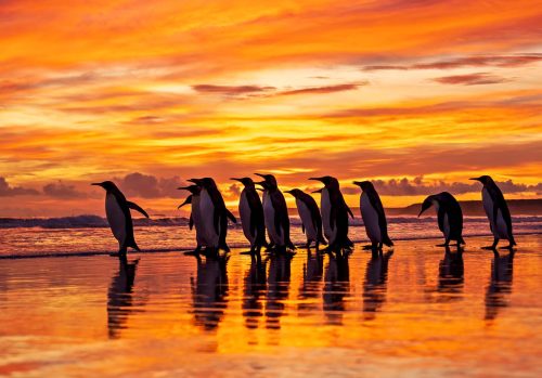 Simon Roberts: Penguins-at-Sunrise