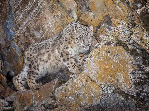 Alan Walker: Hunting-on-a-rock-face