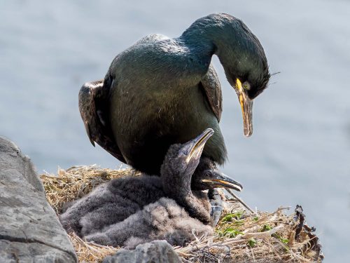 Julie Walker: Adult-Shag-and-Chicks