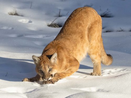 Julie Walker: Young-Mountain-Lion-with-Fir-Cone