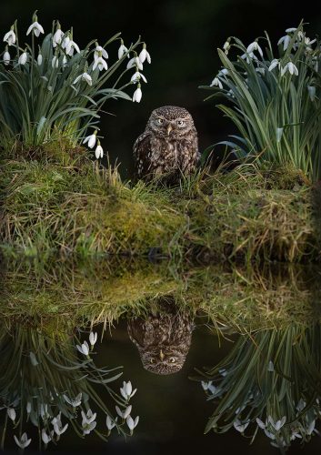 Pete Whieldon: Little-Owl-Reflection