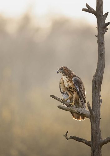 Pete Whieldon: Red-Tailed-Hawk