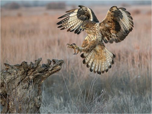 Ronnie Gilbert: Bonellis-Eagle-Landing-om-Stump