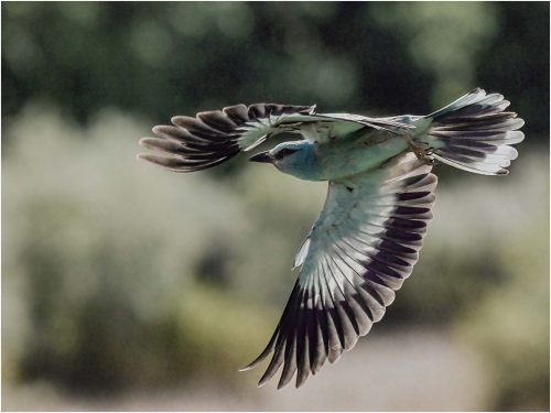 Ronnie Gilbert: European-Roller-in-Flight