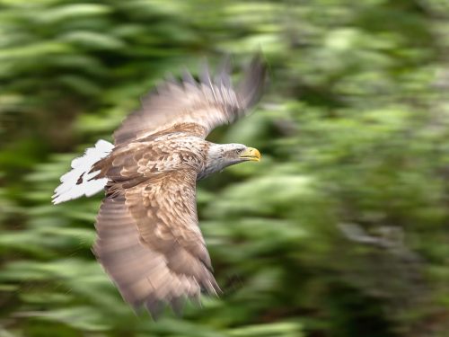 Jeremy Malley-Smith: Feathered-Velocity