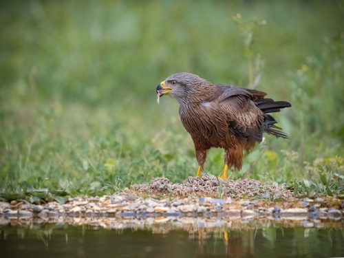 Jeremy Malley-Smith: Red-Kite-Eating