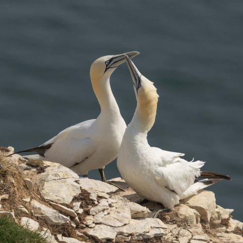 Tony Marsh: Gannet-Pair-Bonding