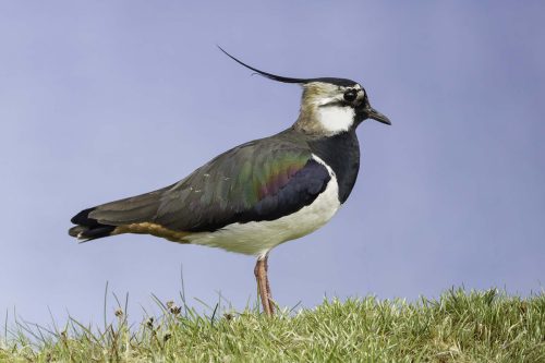 Tony Marsh: Lapwing