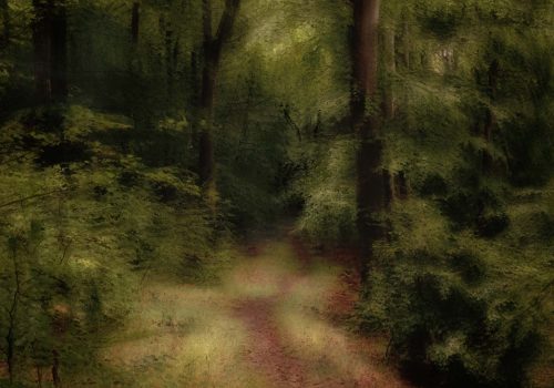 Tony Melling: Woodland-path