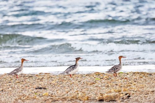 Keith Snell: The-Red-breasted-Merganser-Team
