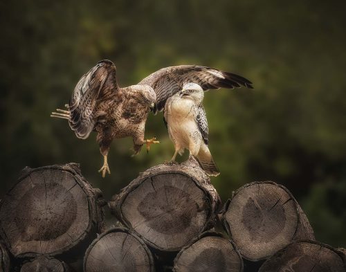 Pete Whieldon: Rare-Juvenile-Leucistic-Buzzard-with-Parent