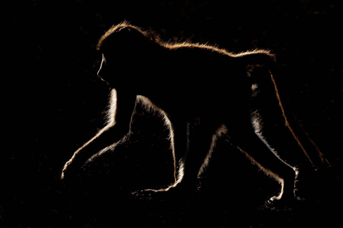 11.-Rimlit-Baboon