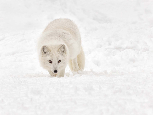 Arctic-Fox by Julie Walker