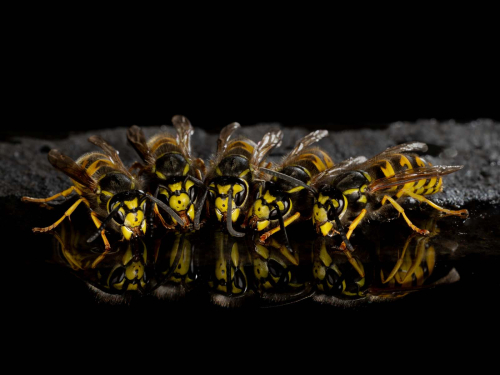 Wasps-Drinking by Jeremy Malley-Smith