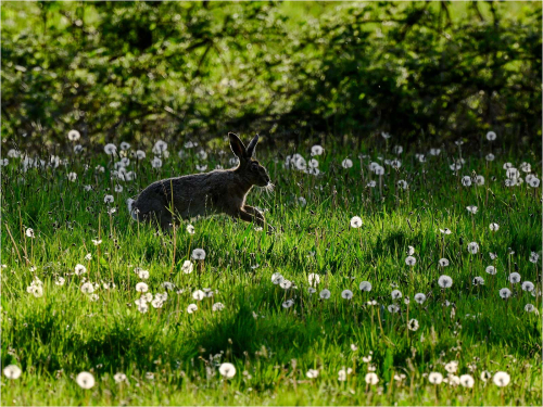 Hare-among-Dandelions-in-Evening-Light by Ronnie Gilbert
