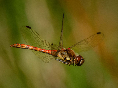 Clints-Darter by Richard Jakobson