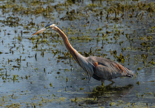 Great-Blue-Heron by Tom Stenhouse